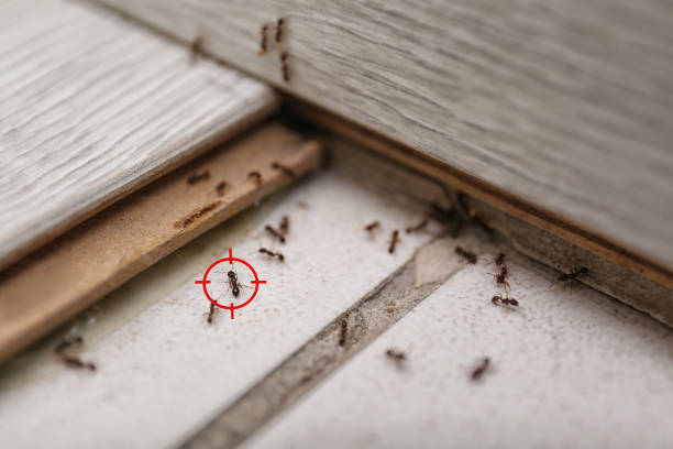 Best Termite Control Services  in Winchester, CA