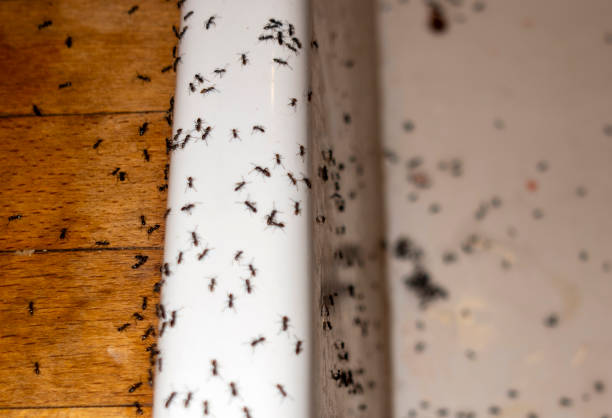 Best Wildlife Control Services  in Winchester, CA