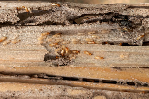 Best Rodent Control Near Me  in Winchester, CA